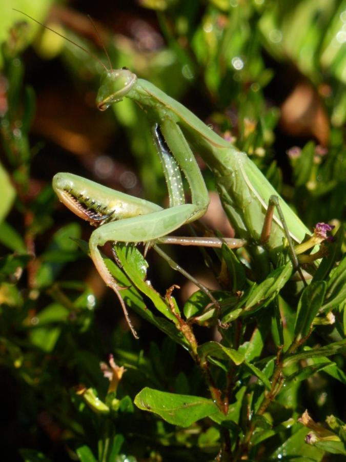 Green Man Yurt Пенела Екстер'єр фото